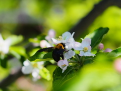 4月の堀切菖蒲園4
