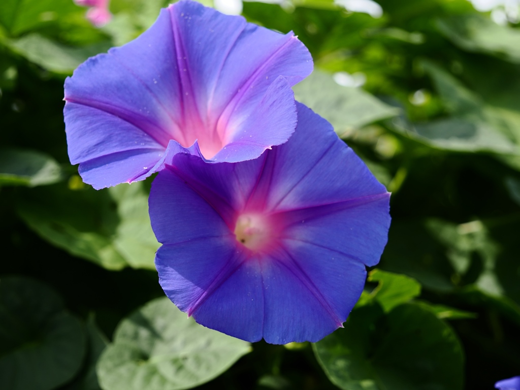 10月の水元公園6