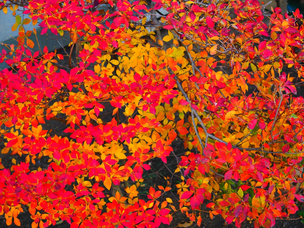 高田馬場スナップ10