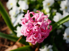 国営武蔵丘陵森林公園5