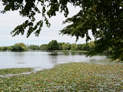 10月の水元公園1