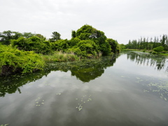 4月の水元公園6