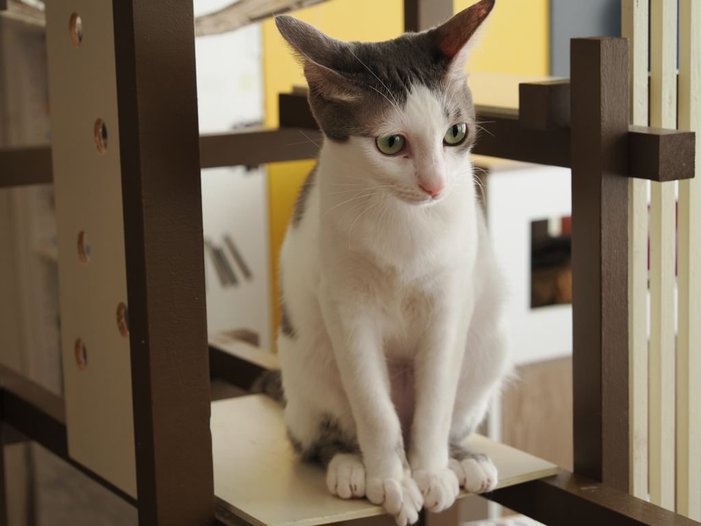 猫まるカフェ10