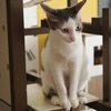 猫まるカフェ10