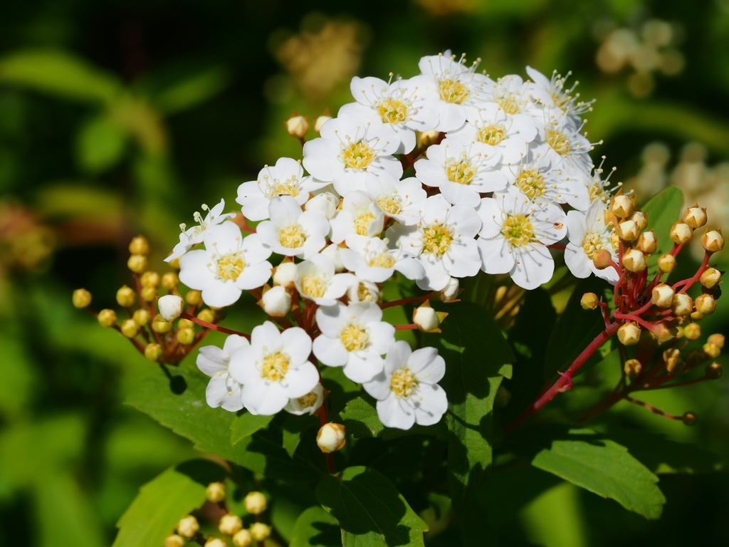 4月の堀切菖蒲園11