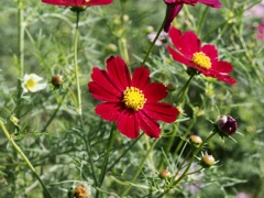 江戸川松戸フラワーライン6