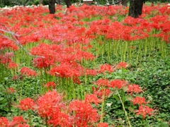 府中郷土の森公園5