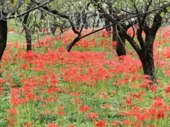 府中郷土の森公園20