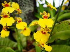 熱帯植物園7