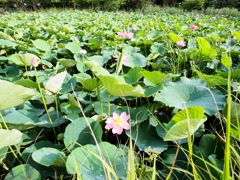 水元公園の蓮1