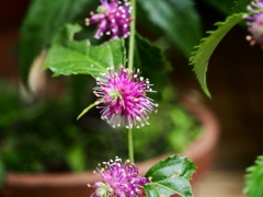 向島百花園45