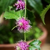 向島百花園45