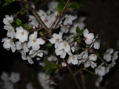 水元公園の桜8