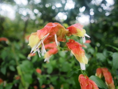 熱帯植物園2