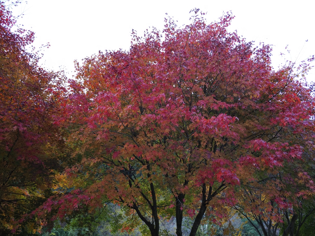 奥多摩から青梅まで7