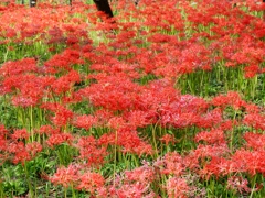府中郷土の森公園23