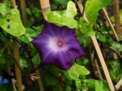 向島百花園6