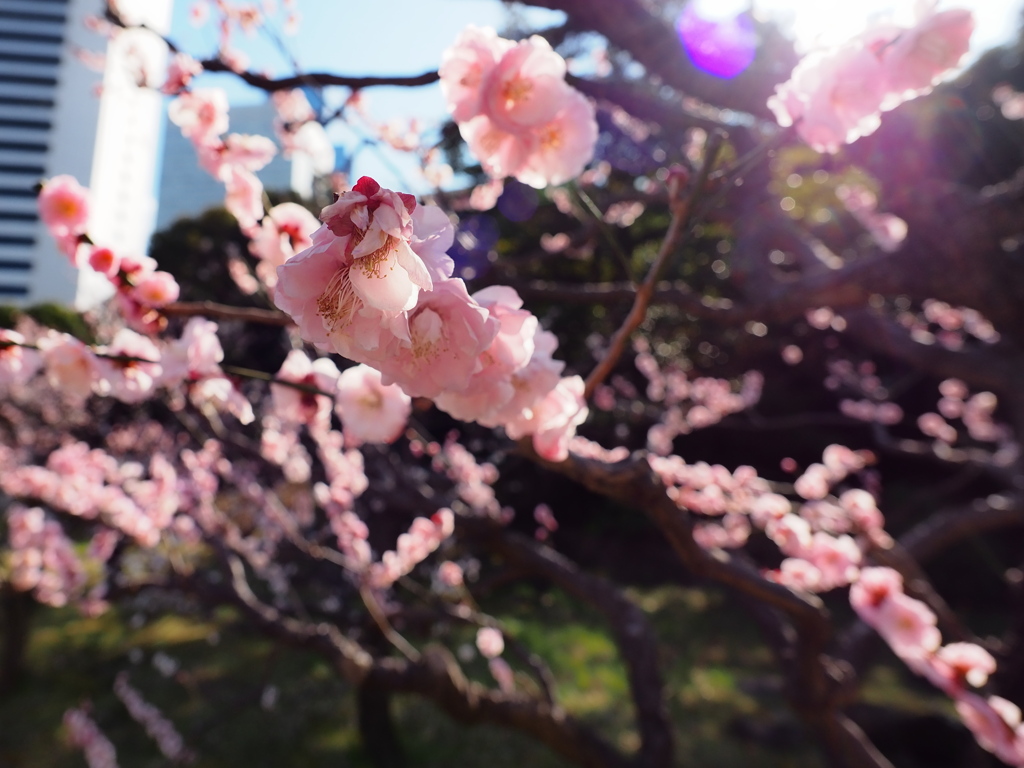 旧芝離宮恩賜庭園3