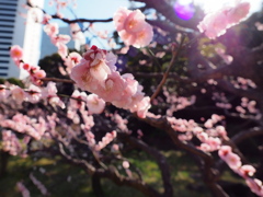 旧芝離宮恩賜庭園3