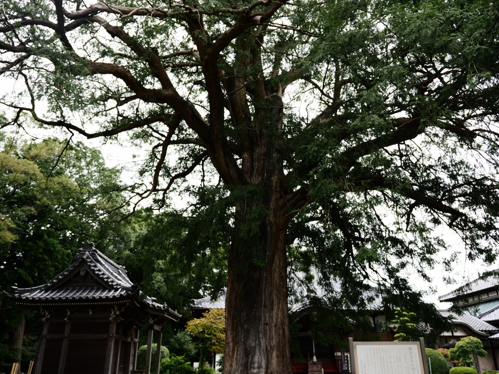 東源寺4