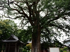 東源寺4