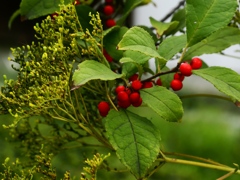 向島百花園8