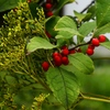 向島百花園8