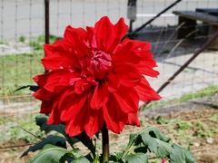 両神山麓花の郷ダリア園6