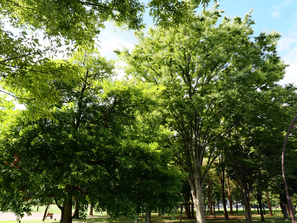 9月の水元公園2