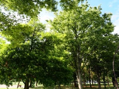 9月の水元公園2