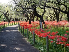府中郷土の森公園39