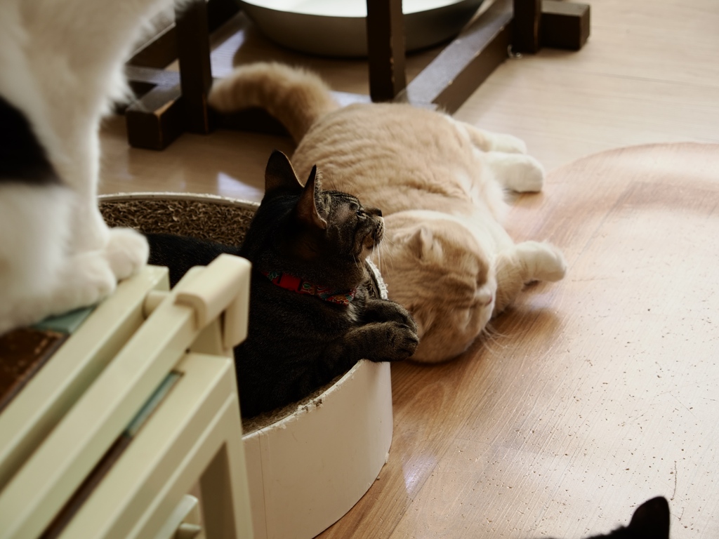 猫まるカフェ1