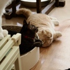 猫まるカフェ1