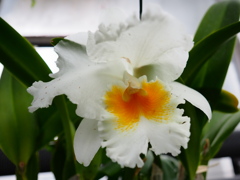 熱帯植物園8