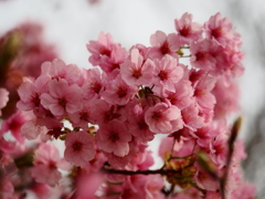 3月の里見公園7