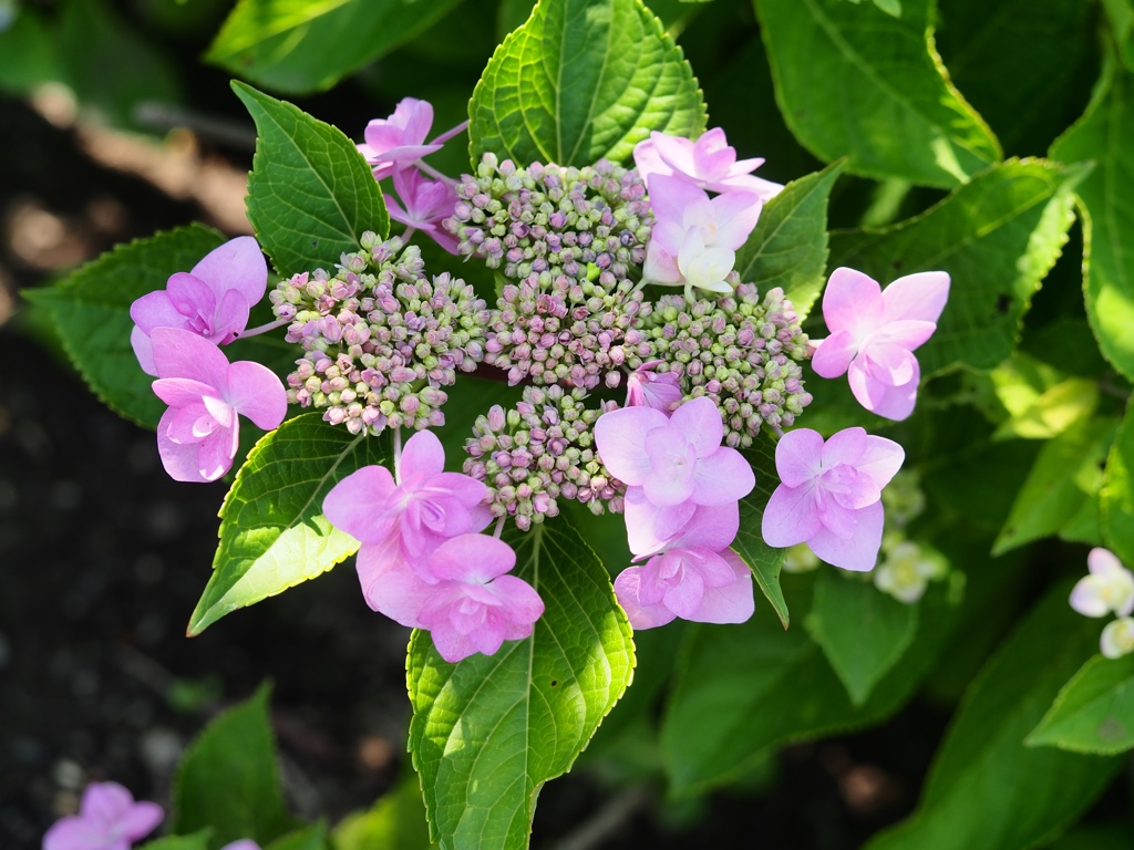堀切菖蒲園の花菖蒲22