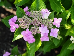 堀切菖蒲園の花菖蒲22