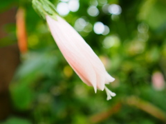 熱帯植物園17