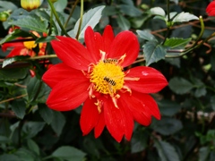 両神山麓花の郷ダリア園13