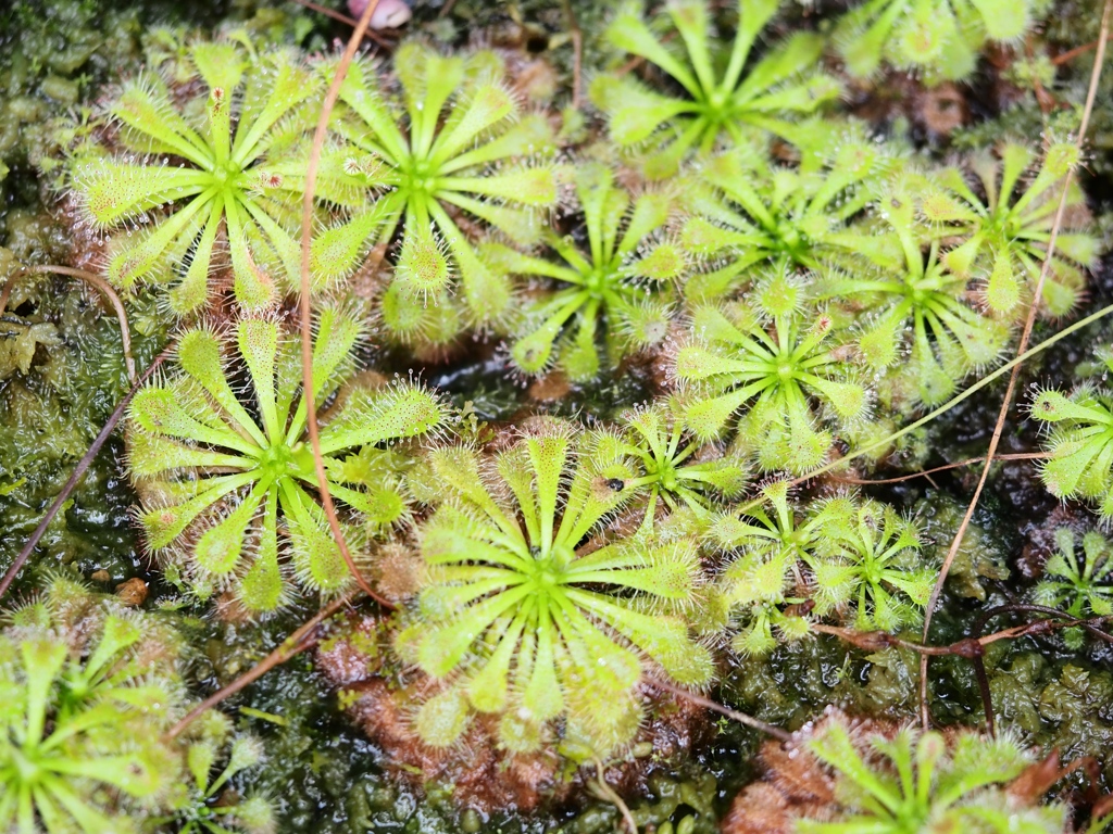 市川動植物園31