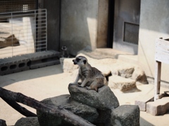 市川動植物園9
