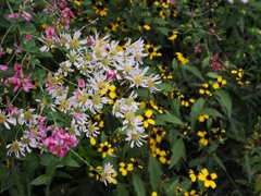 向島百花園35
