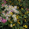 向島百花園35