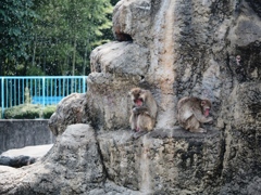 市川動植物園14