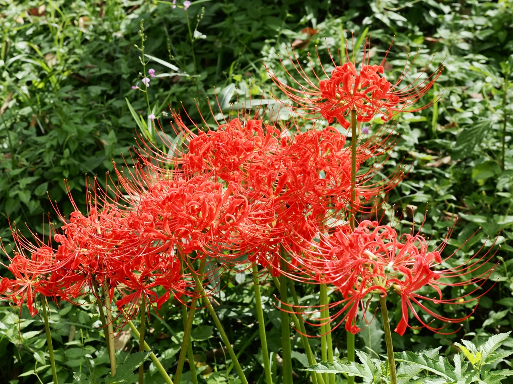 府中郷土の森公園9