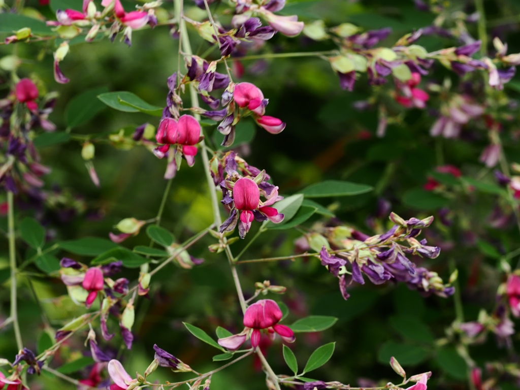 向島百花園24