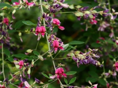 向島百花園24