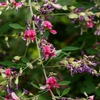 向島百花園24