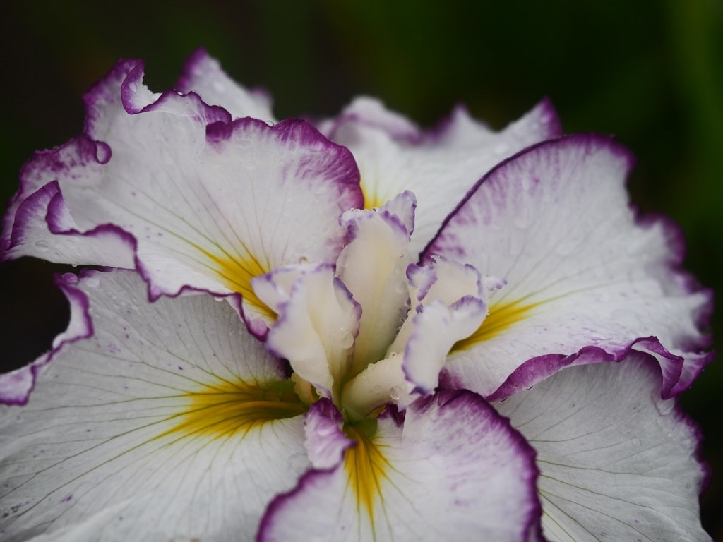 小岩菖蒲園の花菖蒲12