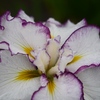 小岩菖蒲園の花菖蒲12